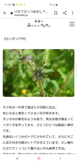 写真あり これは何？