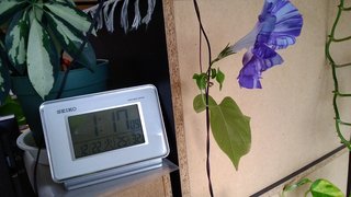 卍★ 閻魔道沙羅の刹堂 ★卍　