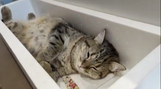 人をダメにするソファを猫が使うと……？　野生を忘れてとろける姿がニヤけるほどかわいい