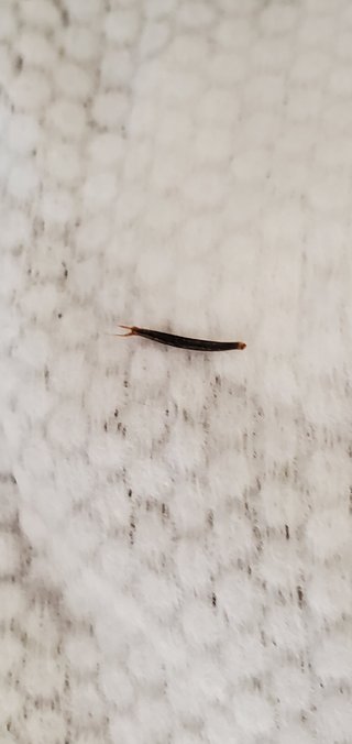 写真あり これは何？