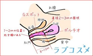 女性の膣口の16㎝先に｢ポルチオ｣と呼ばれる性感帯があることが判明。短小では届かない模様