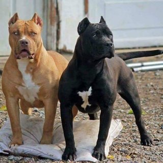 隣人の中年夫婦がアメリカンピットブル飼いだした、怖くて仕方がない