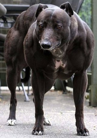 隣人の中年夫婦がアメリカンピットブル飼いだした、怖くて仕方がない