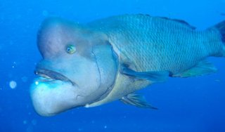 【泰葉】めげない復活