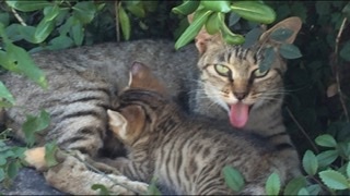 &#x{11:F8E2};なんでもいｰから&#x{11:F8E2};