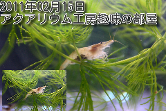 ワナビ 泰葉の反省だ！