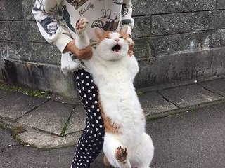 猫がみたい
