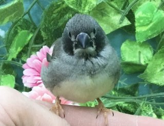 鳥好きさん、いませんか？