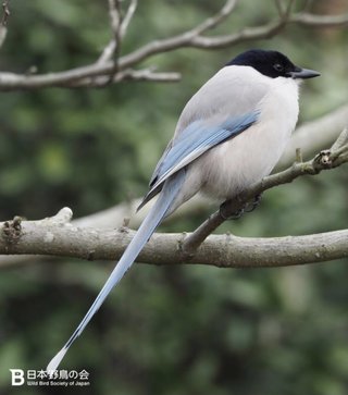 鳥好きさん、いませんか？