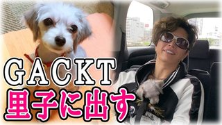 GACKT 愛犬を里子に出す 大炎上