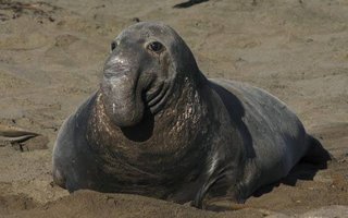 ゾウアザラシが怖い