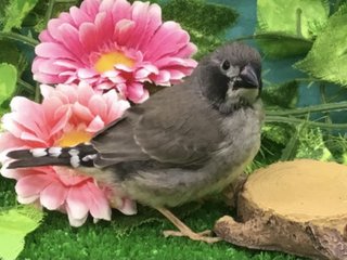 鳥好きさん、いませんか？