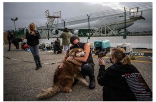 中国犬肉祭りなどから救出された29匹、米に到着
