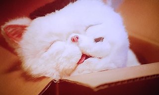 今日2月22日は猫の日 ニャーニャーニャー