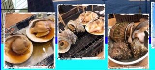 ワナビ 泰葉の反省だ！