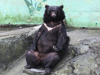 【和歌山】クマの園長” 冬眠の時期終え仕事始め 去年12月から冬眠の時期に入りおよそ3か月ぶり