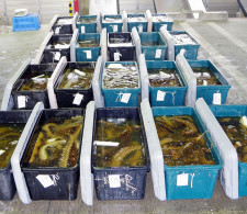 ナマコを密漁　逮捕