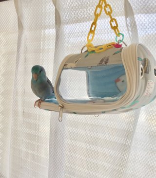 鳥好きさん、いませんか？