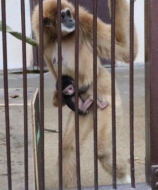 【長崎】テナガザルが謎の出産　おりに1頭だけ飼育なのに「なぜ」