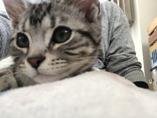 猫がみたい