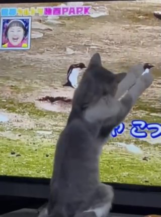 猫がみたい