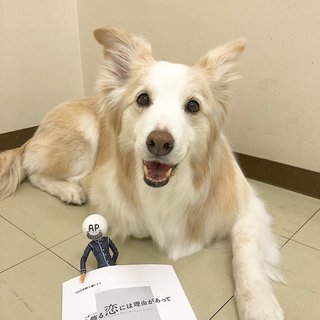 TBS系【着飾る恋には理由があって】火曜 22時