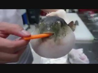 フグが人参食べる動画見つけてなんか鳥肌だった