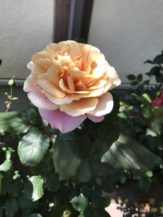 &#x{11:F9E6};&#x{11:F9E6};ガーデニング好きな方【情報交換】&#x{11:F9E6};&#x{11:F9E6};