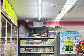 タイで巨大トカゲがコンビニを襲撃するという事件が発生した。 