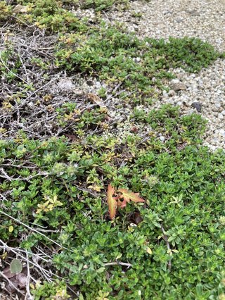 &#x{11:F8E2};なんでもいｰから&#x{11:F8E2};