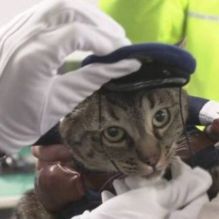 人命救助猫ココちゃん表彰され一日署長に！