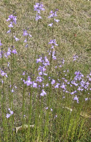 &#x{11:F9E6};&#x{11:F9E6};ガーデニング好きな方【情報交換】&#x{11:F9E6};&#x{11:F9E6};