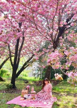 【日本終わり】 濃いピンク色の「王重桜」、一般的な桜よりも綺麗と話題に