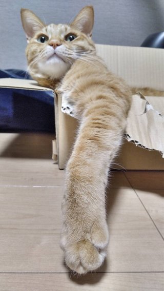 猫がみたい