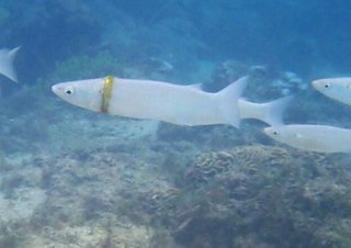 まさに奇跡！離島の海で結婚指輪を失くした数カ月後、身体に指輪がはまった魚が発見される