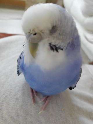 鳥好きさん、いませんか？