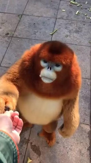 キンシコウとかいうぬいぐるみみたいな猿