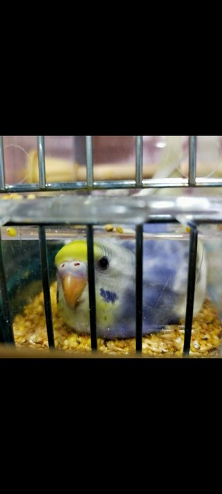 鳥好きさん、いませんか？