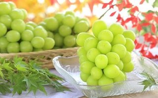 日本が30年かけて品種を開発したが…韓国産シャインマスカットが中国・ベトナムで人気