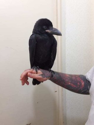 保護したカラスが可愛いと話題に
