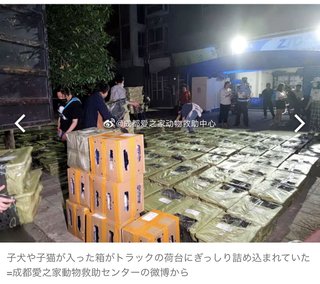 犬や猫を箱詰めに…　中国の「お楽しみ箱」に批判殺到