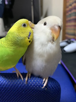 鳥好きさん、いませんか？