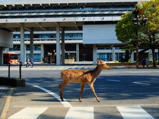 自分の車に頭突きをしたシカに激怒した男性､シカを斧で叩き殺す→懲役10ヶ月【奈良県】