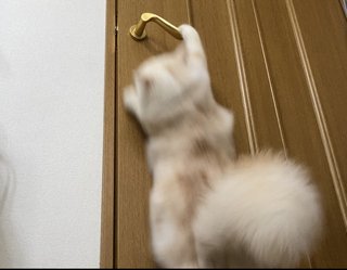 猫について何でもどうぞ【ねこ総合】