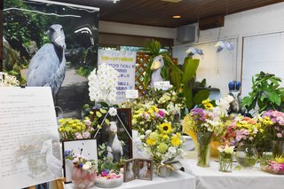 昨夏大往生、ハシビロコウのビル　剥製になりお出迎え　伊豆シャボテン動物公園