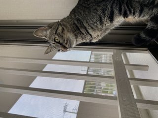 猫がみたい