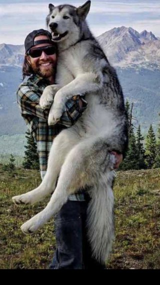 オオカミ犬2頭飼育施設から逃げる　長野県