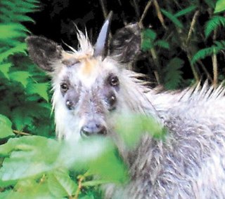 【宮城】「四つ目のカモシカ」神の使い?　柳津虚空蔵尊近くで目撃 