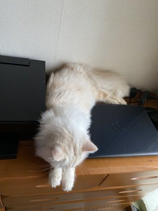 猫がみたい