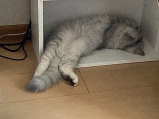 猫がみたい